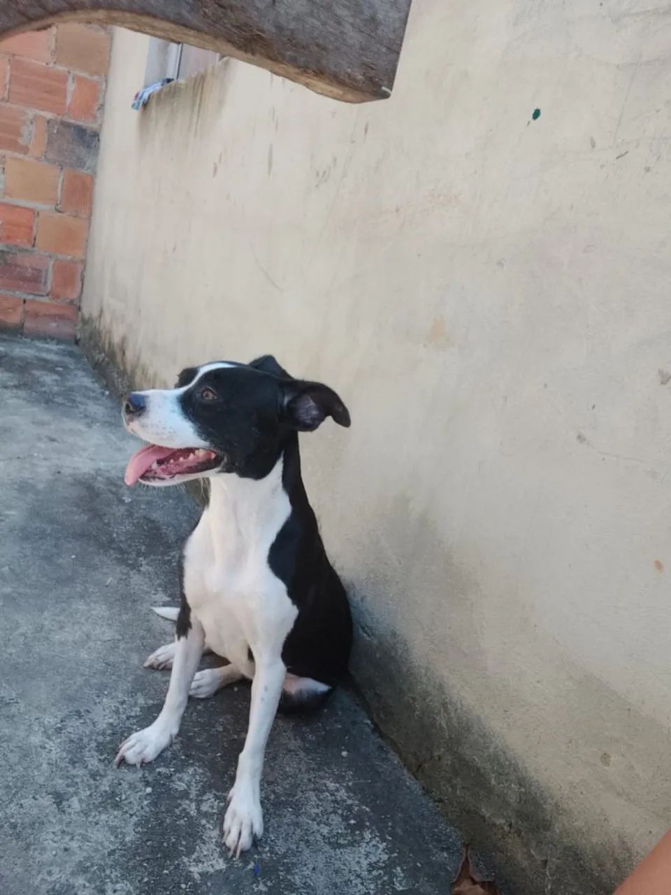 Doação cachorrinha - Foto 4