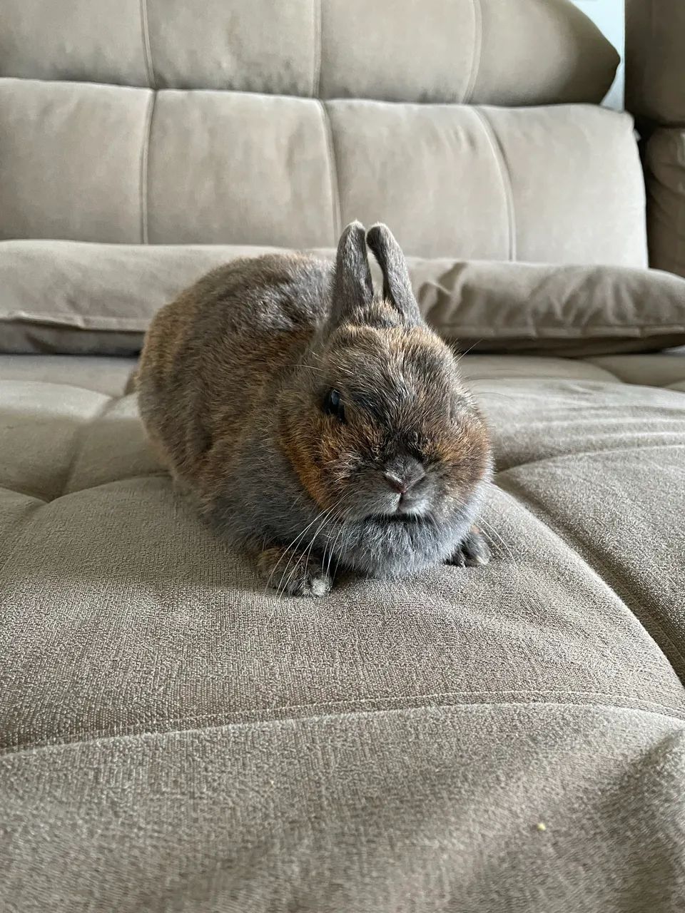 Coelho Netherland Dwarf - Foto 3