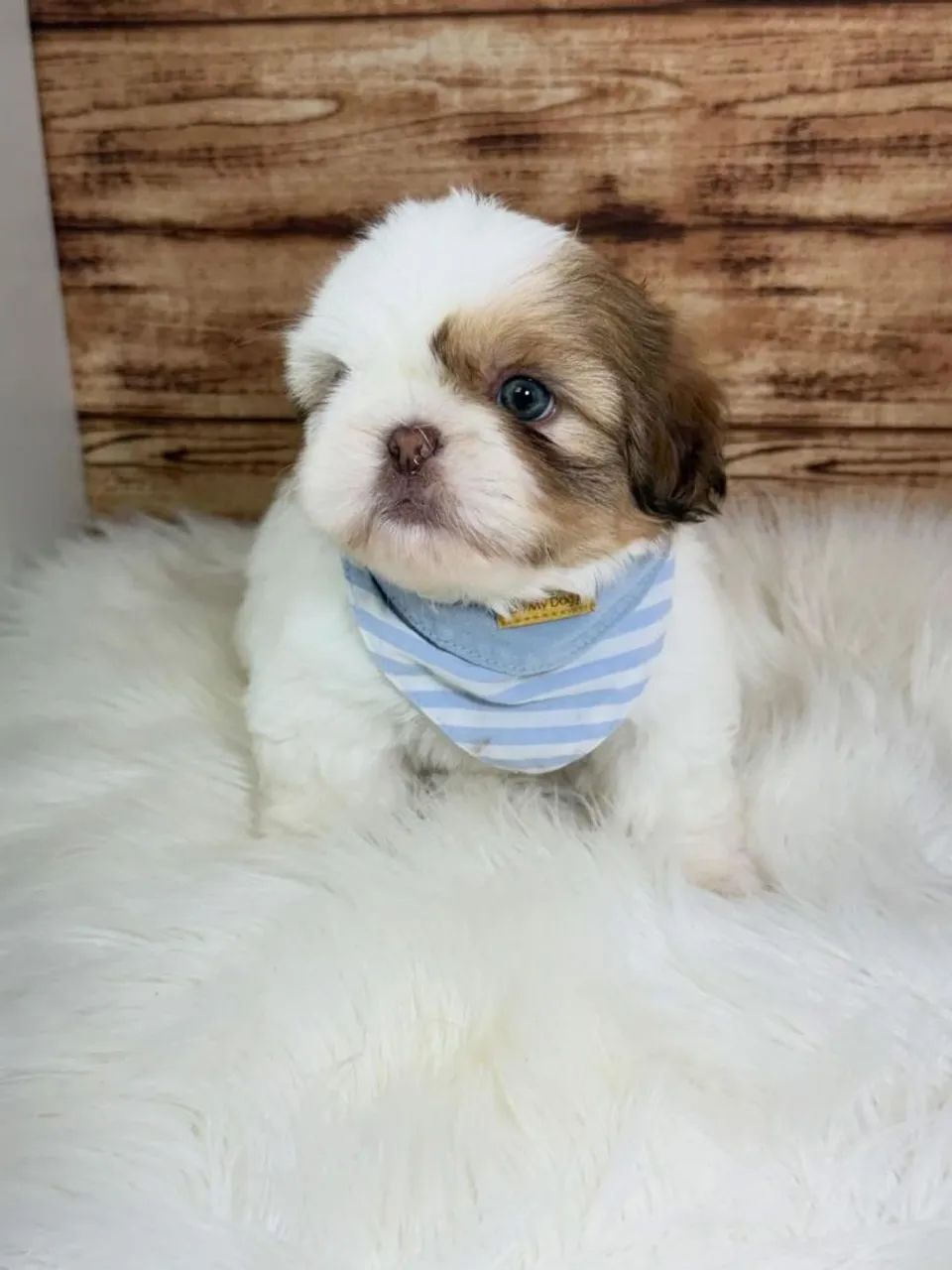 SHIHTZU micro  - Foto 3