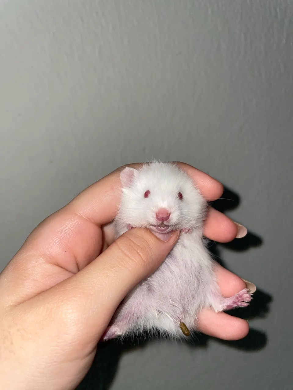Hamster  - Foto 4