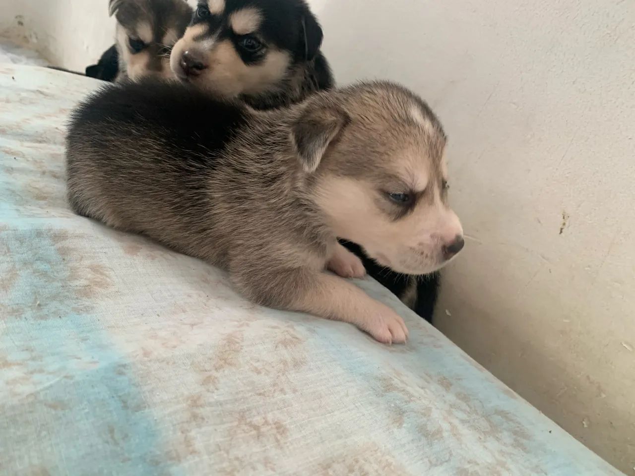 Husky siberiano  - Foto 6