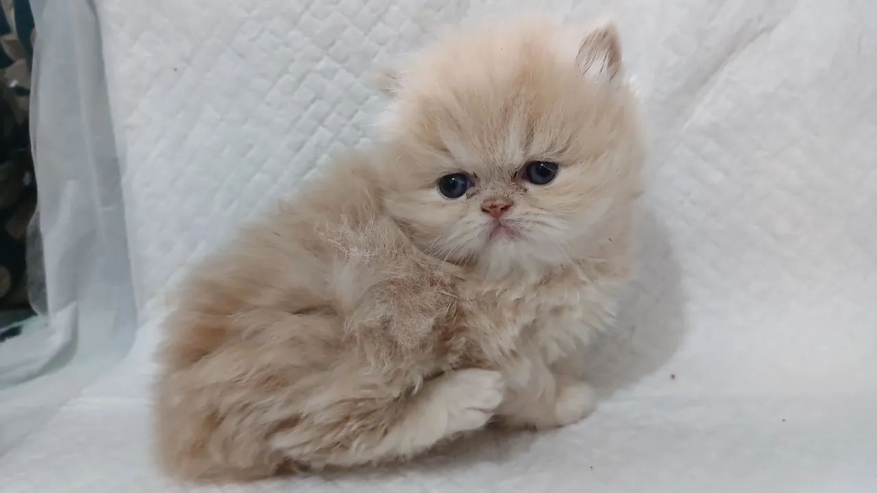 Lindo filhote de gato persa puro.Parcelo.Entrego em Curitiba e região  - Foto 3