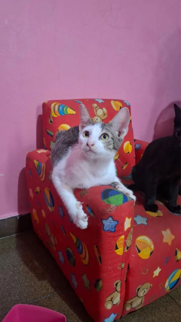 Todos machos, 4 meses, faço entrega e garanto a castração