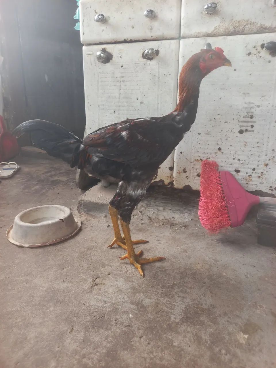 Frango Índio Gigante  - Foto 2