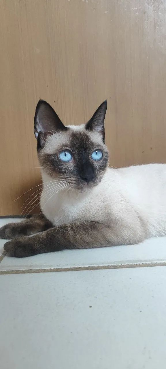 Gata siamês, castrada  - Foto 6