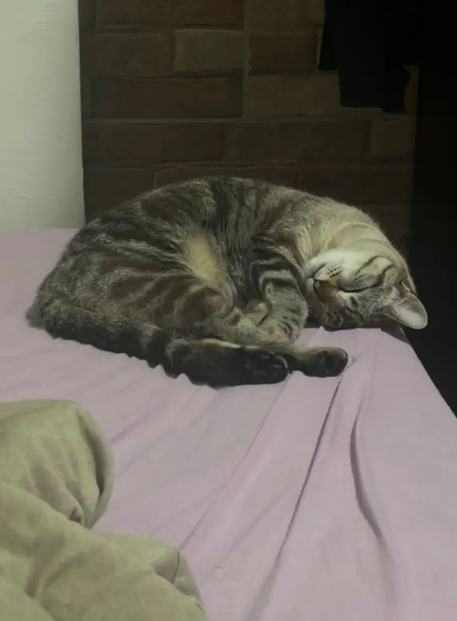 Gata tigre e doe-se com carinho - Foto 3