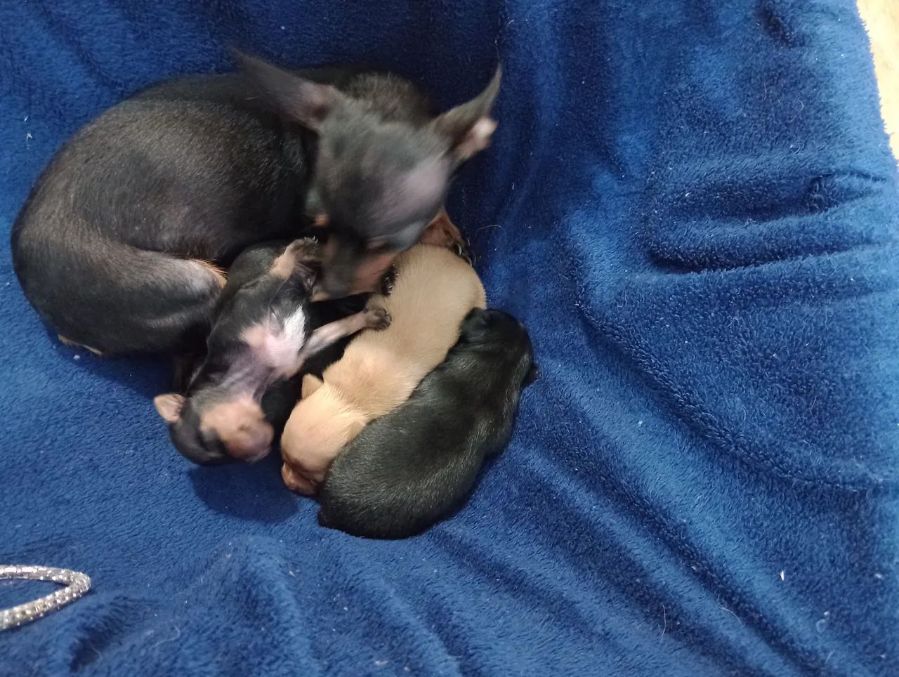 Pinscher