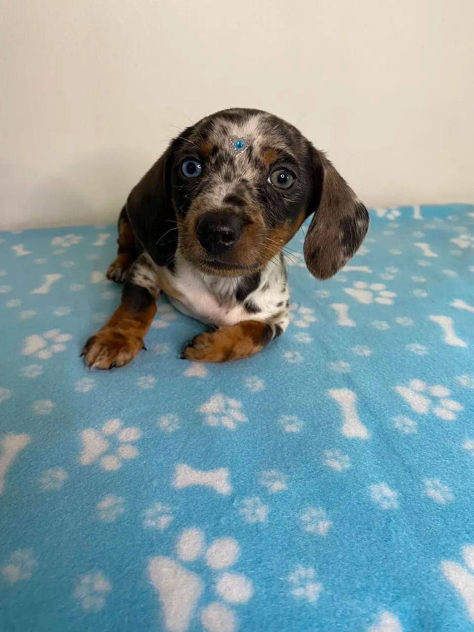 dachshund salsichinha  - Foto 3