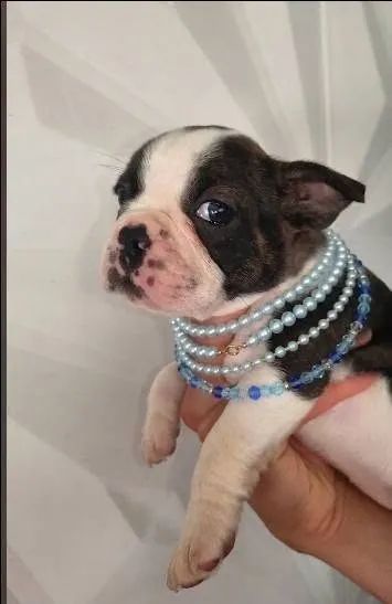 Buldog Femea - Foto 2