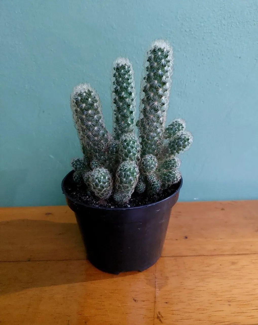 Cacto Dedo-de-Dama
