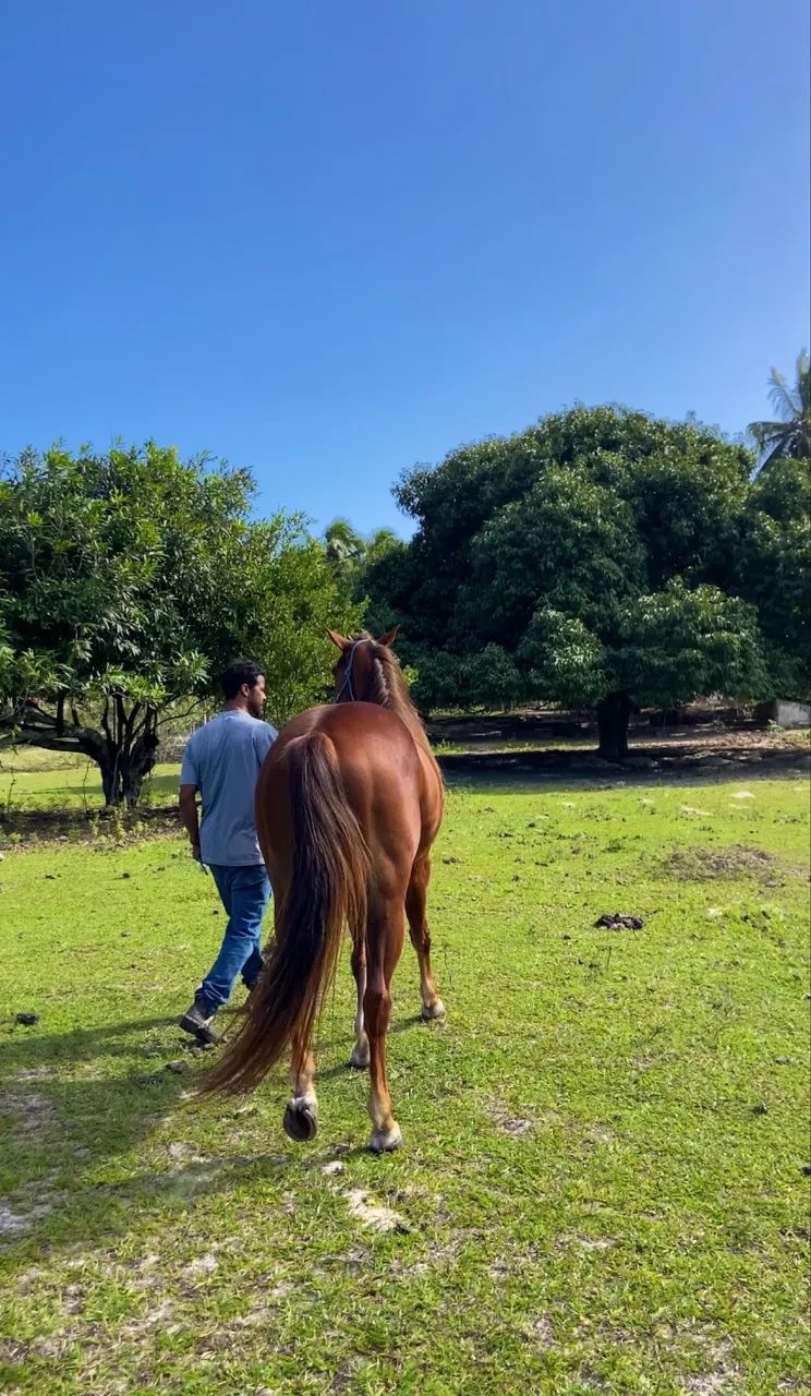 Cavalo QM - Foto 4