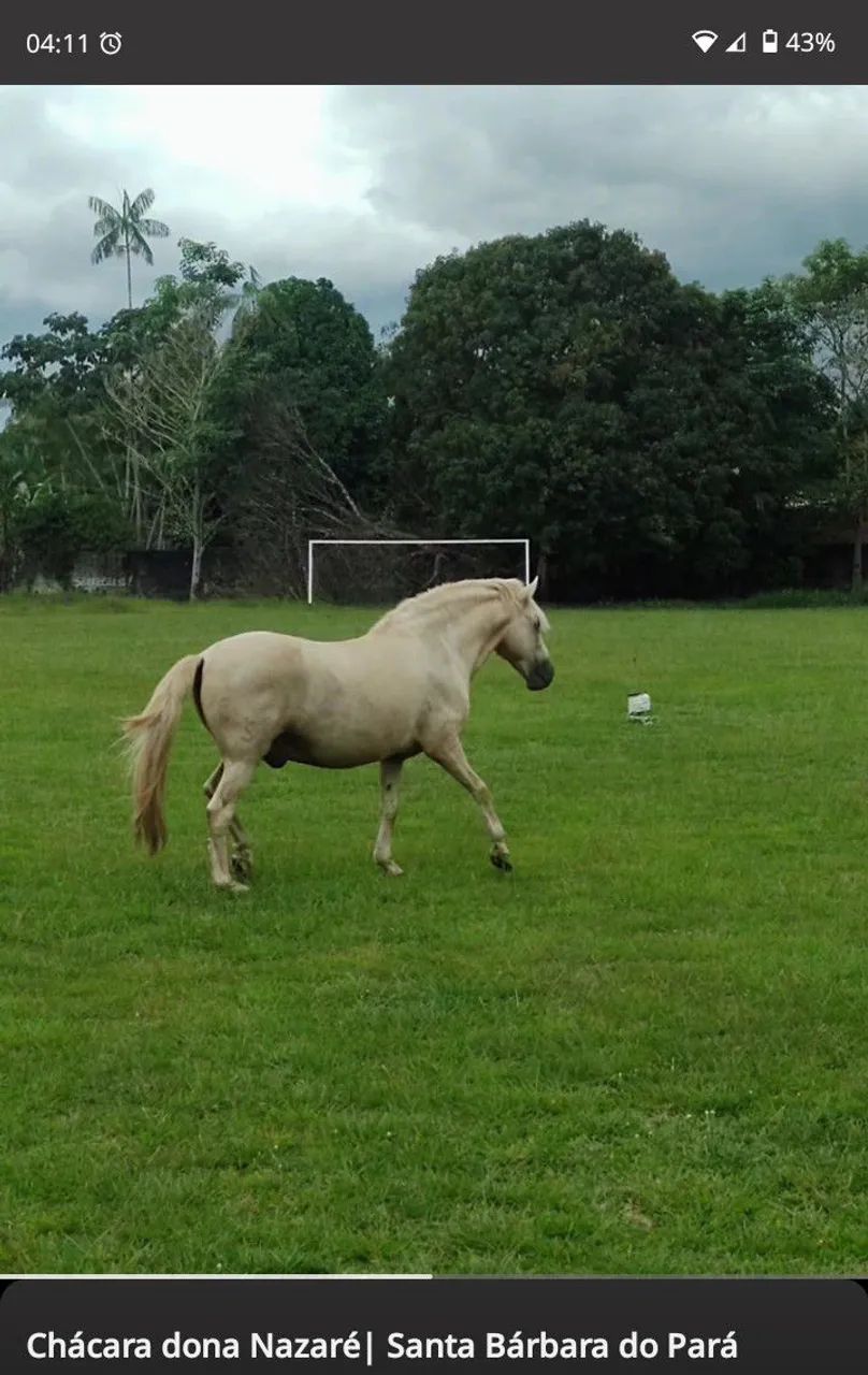 Cavalo Bacheiro  - Foto 3