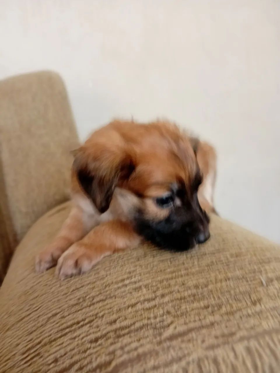 Filhote de cachorro  - Foto 2