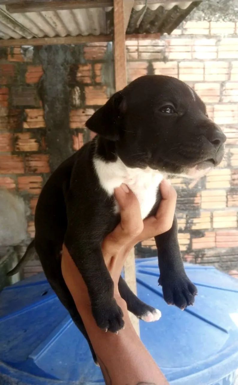 Filhotes de pitbull - Foto 5