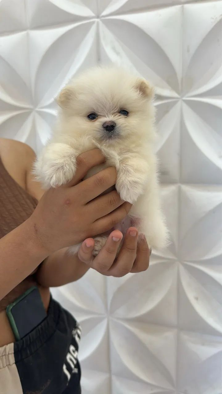 Spitz branquinho anão  - Foto 3