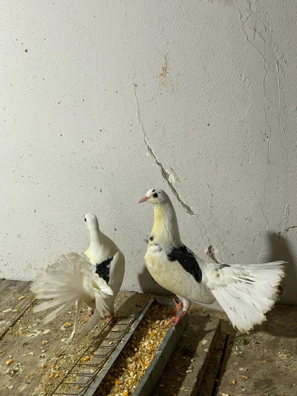 Animais - Foto 2