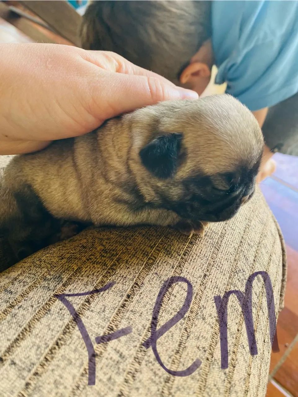 Pugs puro  - Foto 2