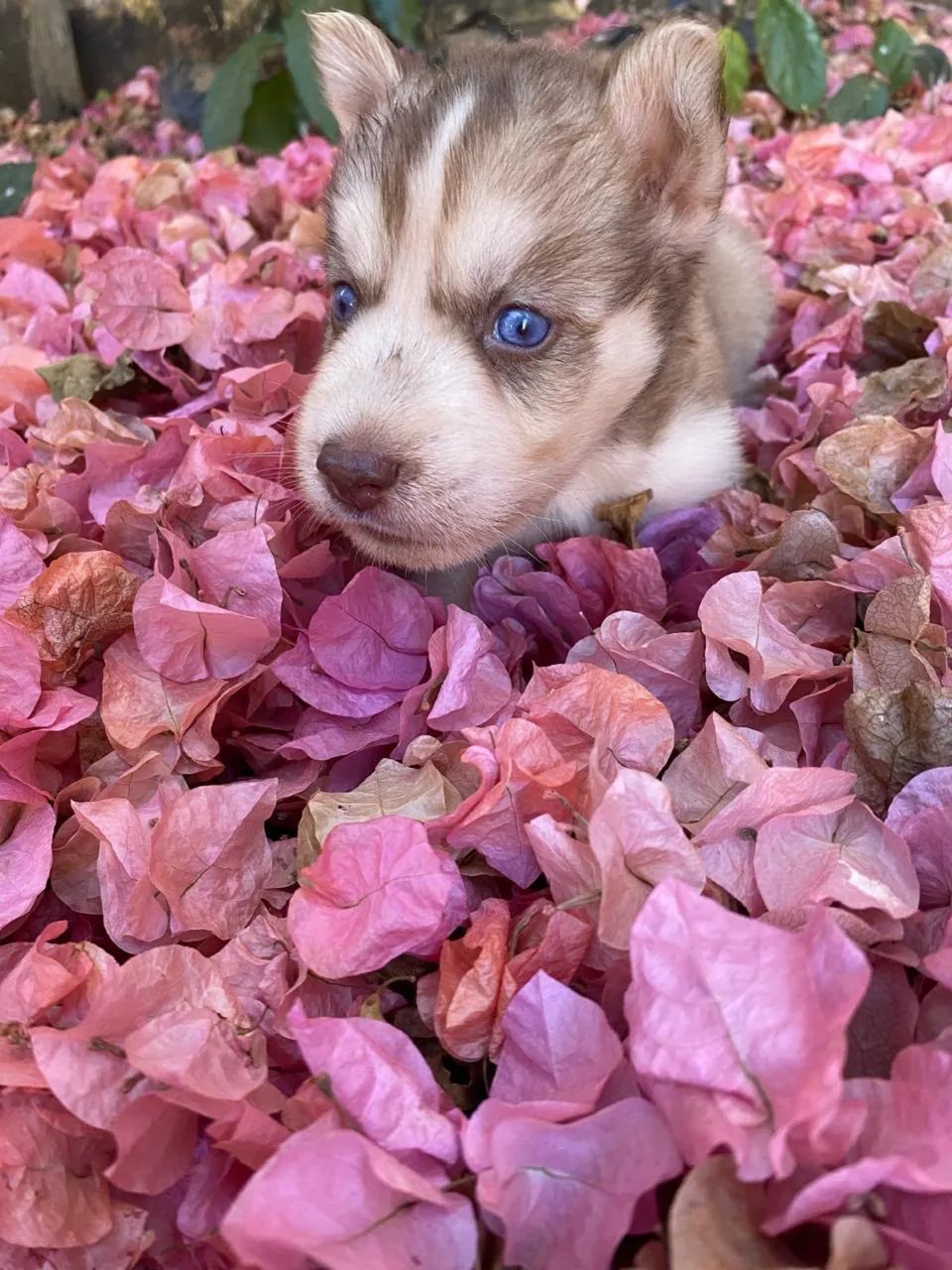 Husky Siberiano  - Foto 2