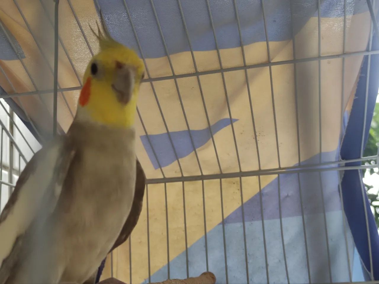 Disponível machinho  - Foto 3