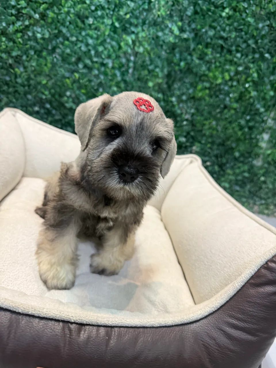Filhotes de Schnauzer mini  - Foto 5