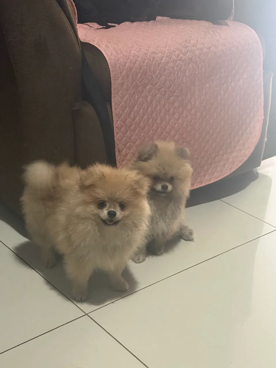 SPIT ALEMÃO ANÃO (URSINHO) - Foto 2