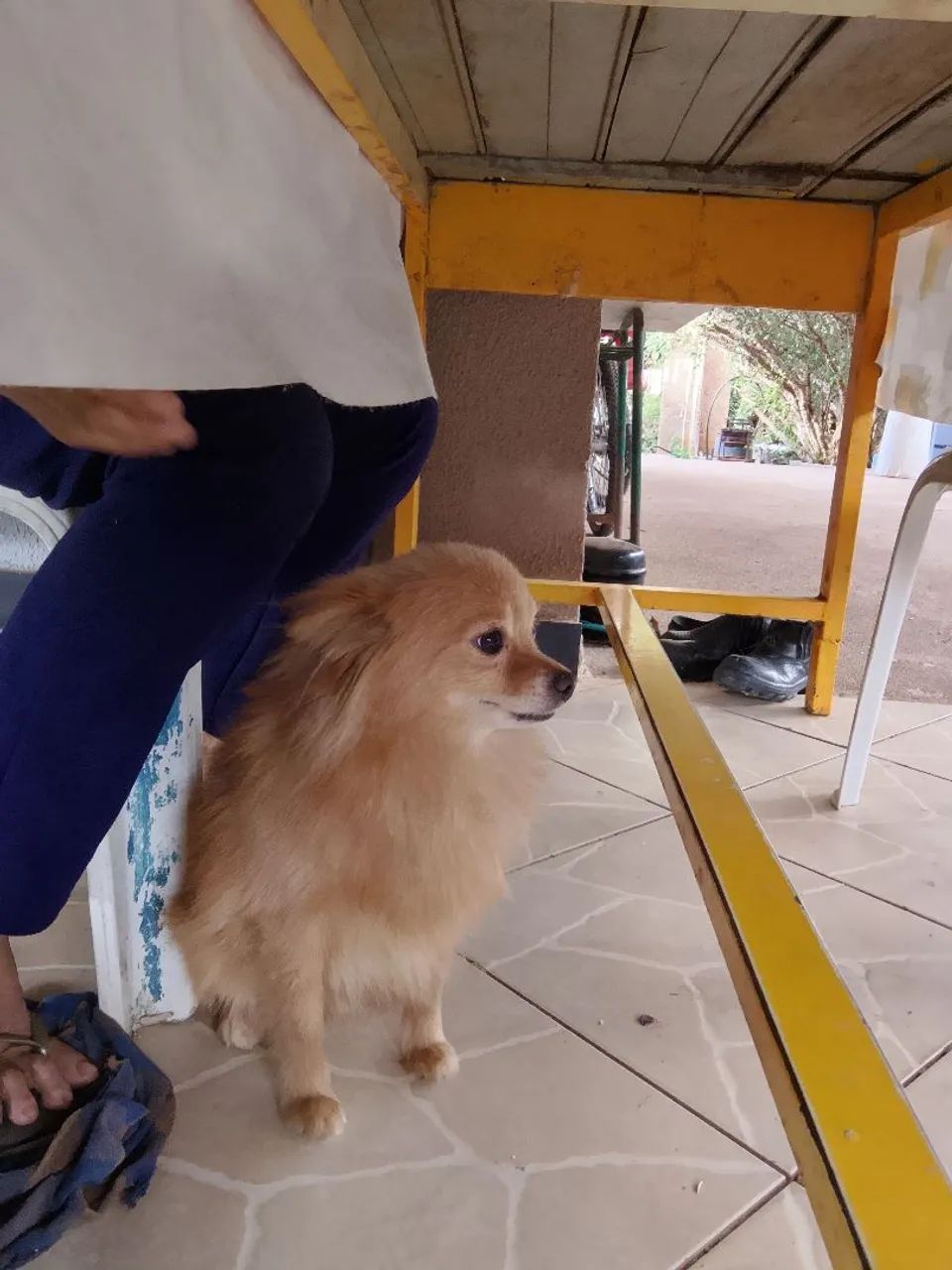Lulu da Pomerânia 