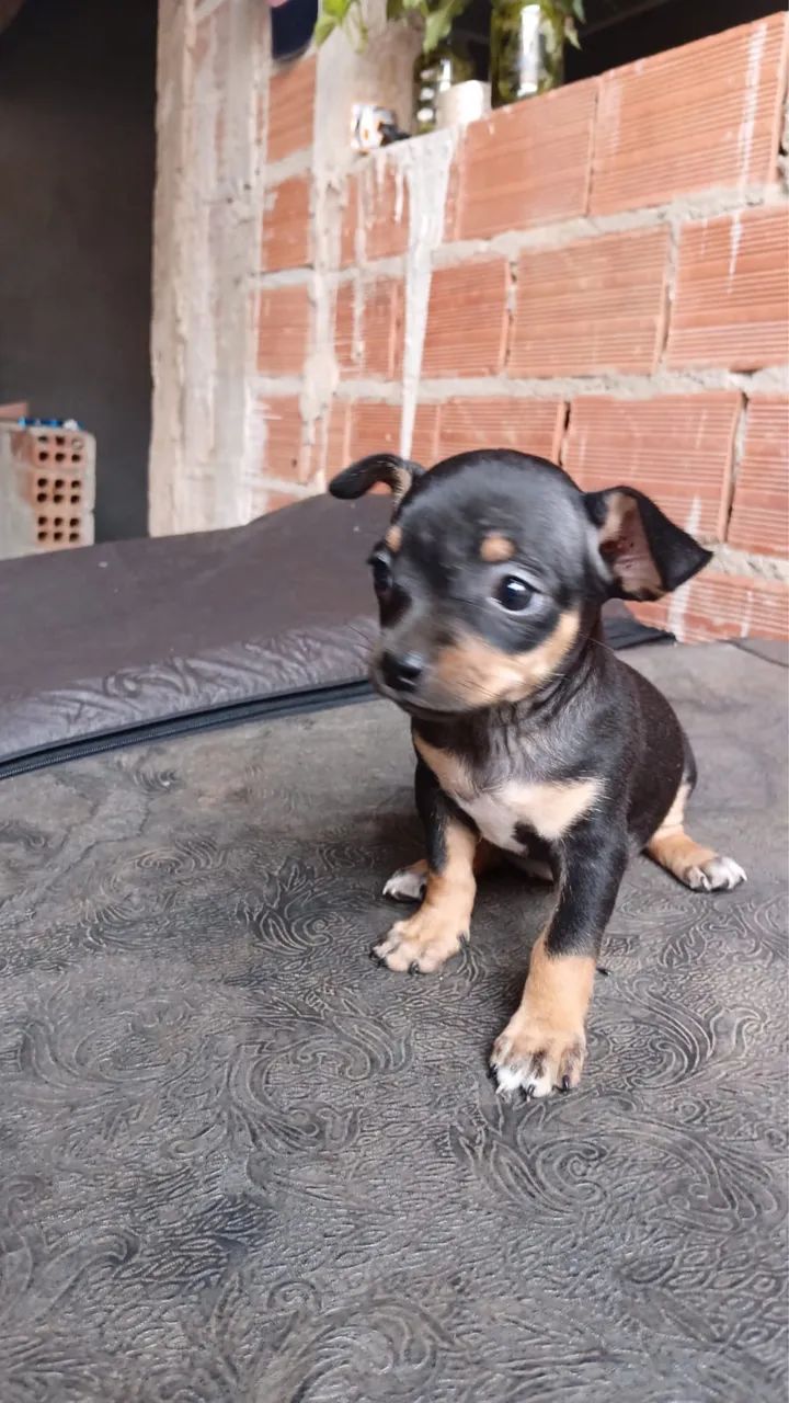 Pinscher  - Foto 5