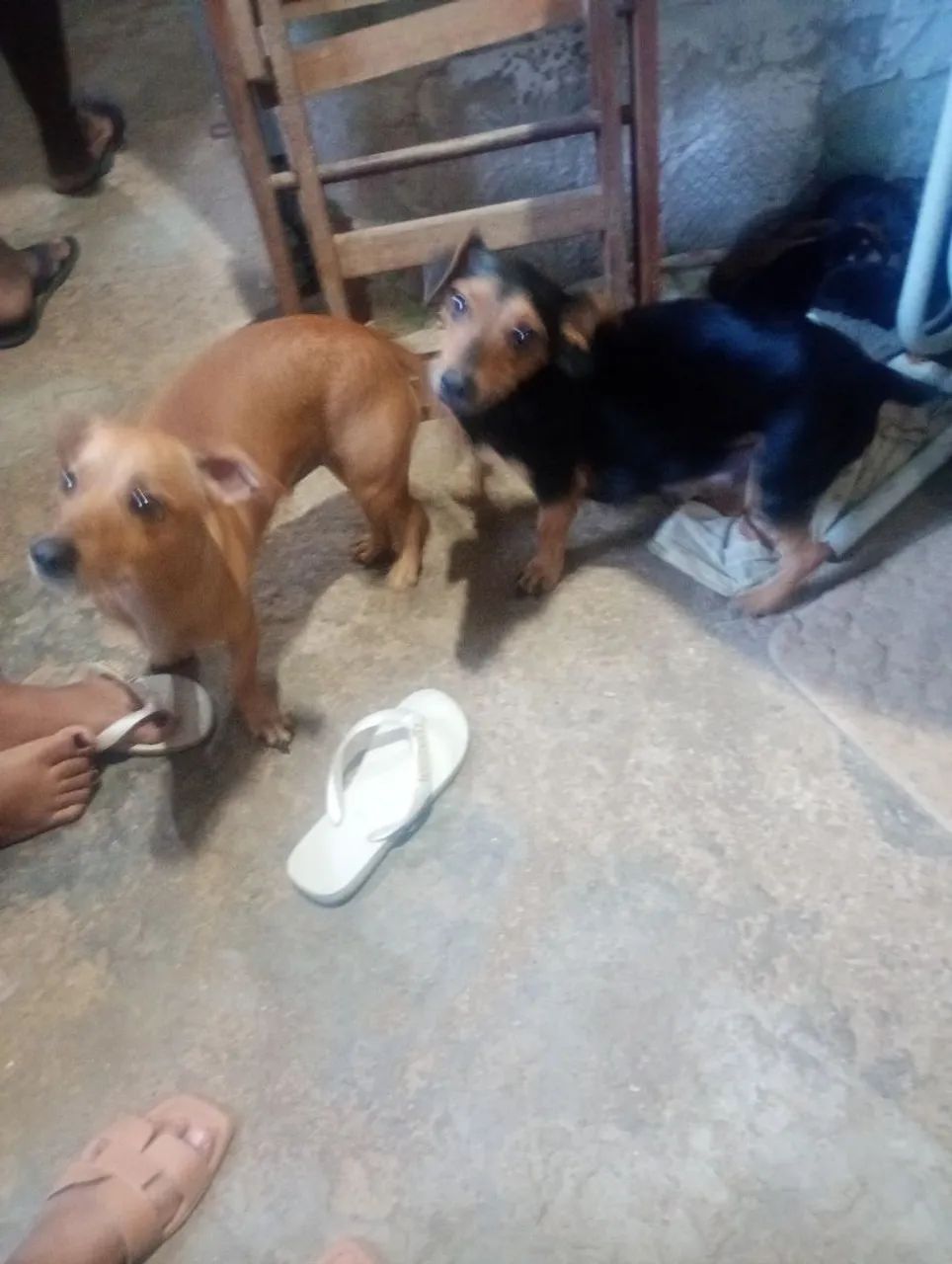 Cachorro  - Foto 4