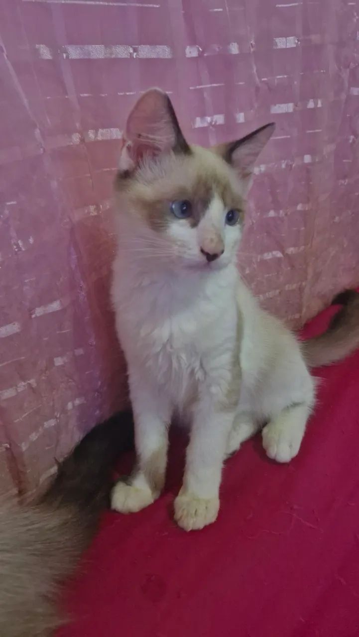 Doação de Gatos - Foto 5
