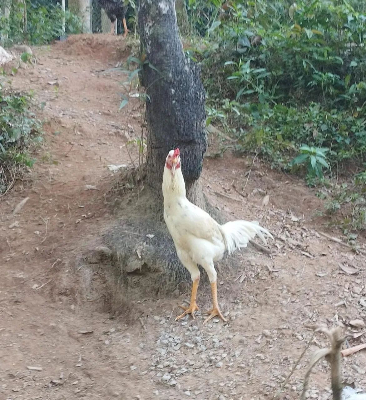 Galo indio jovem  - Foto 2