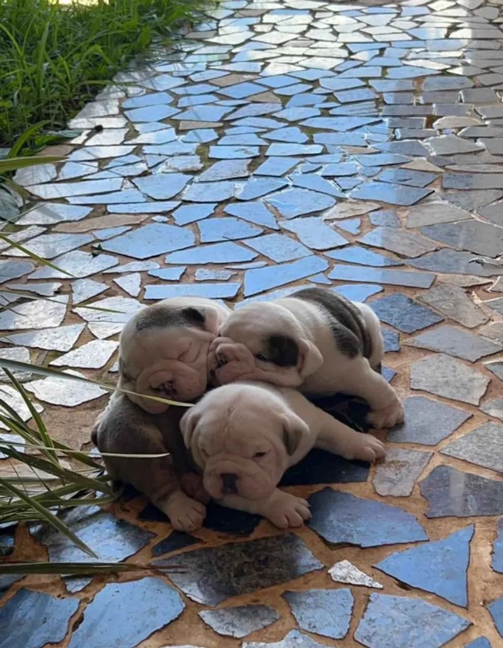 FILHOTES PARA ADOÇÃO - Foto 4