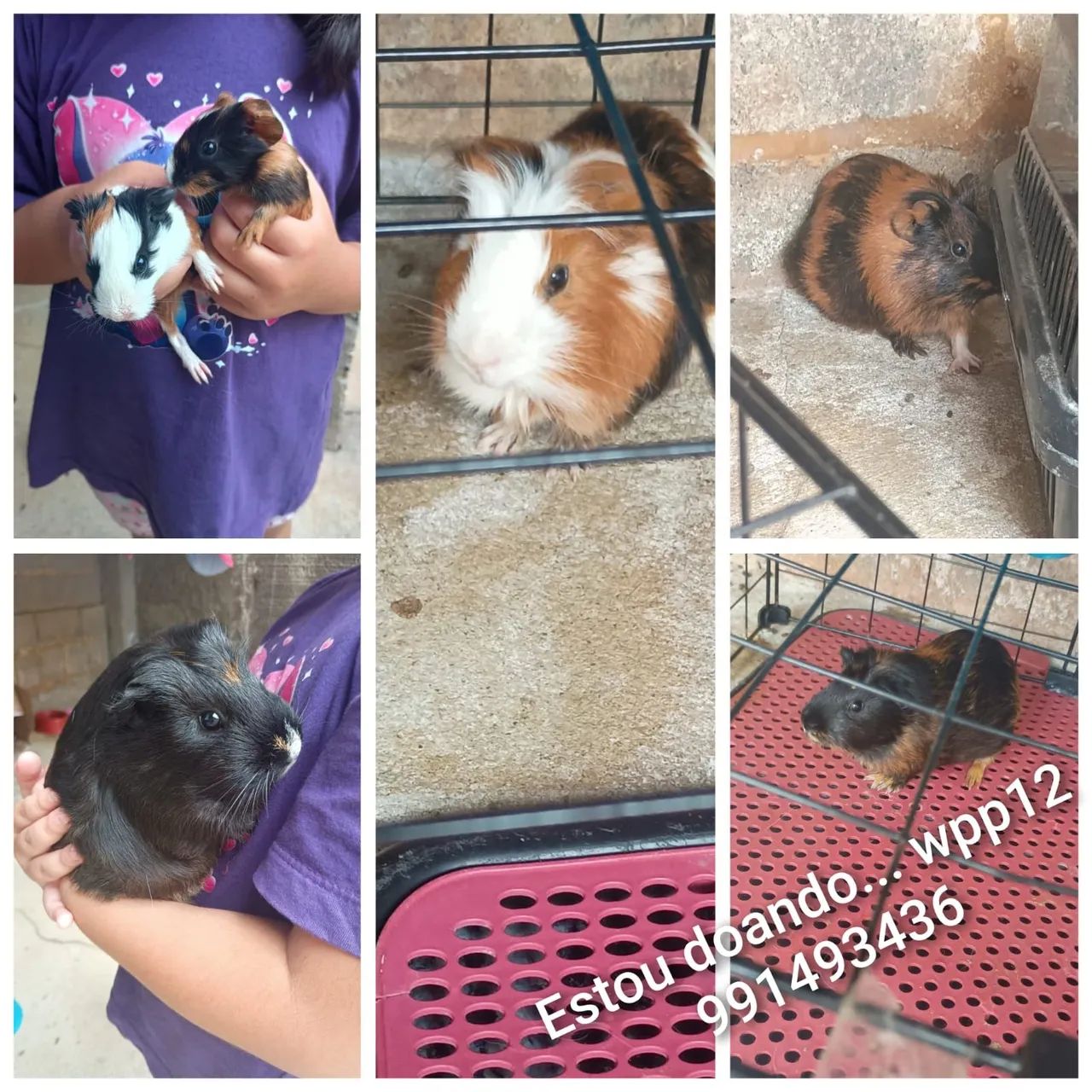 DOAÇÃO!! Porquinho da India - Foto 4