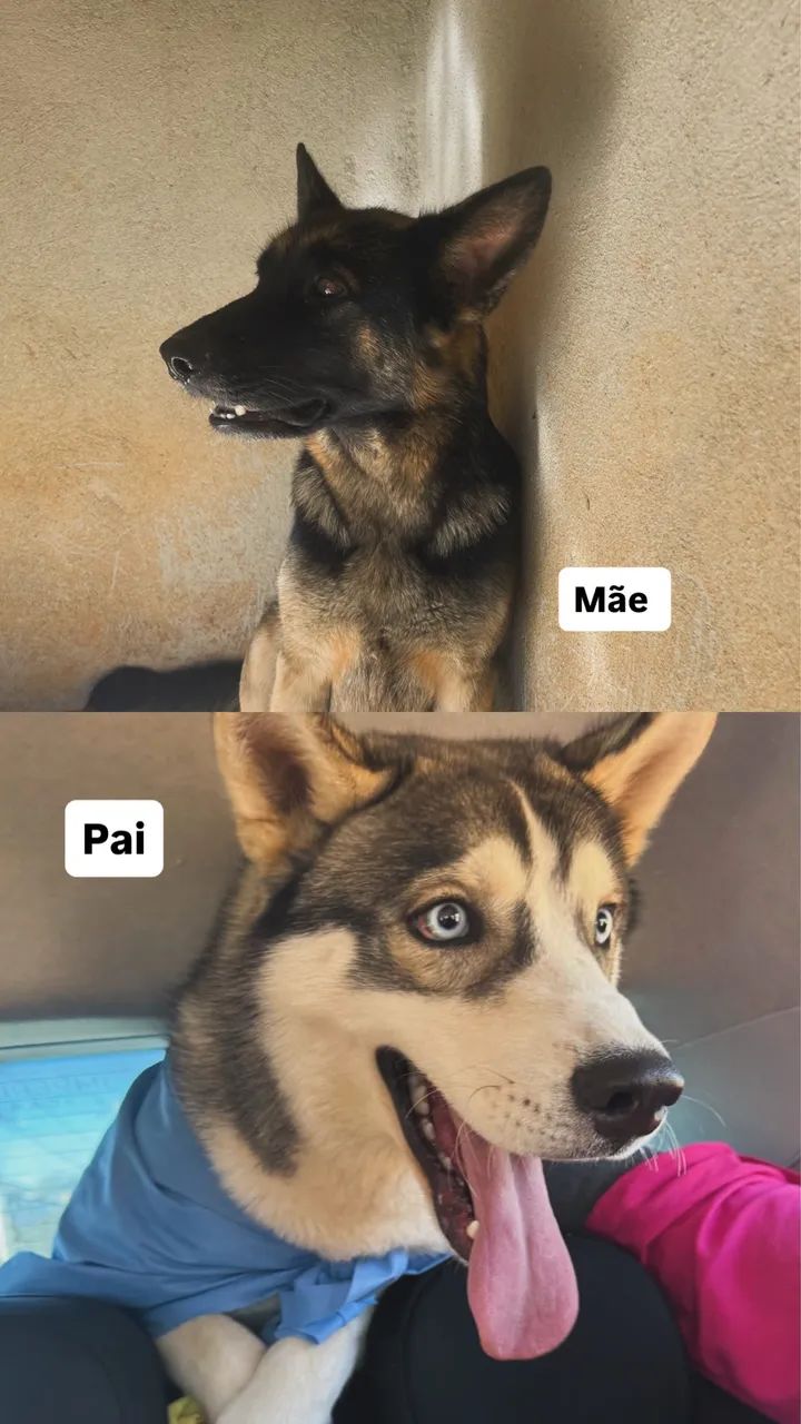 Filhotes Shepsky 