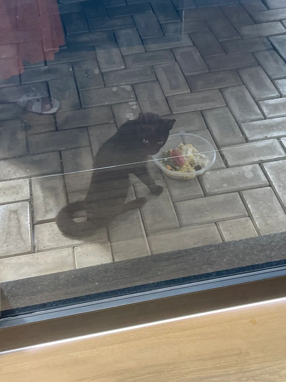 Doação gato preto