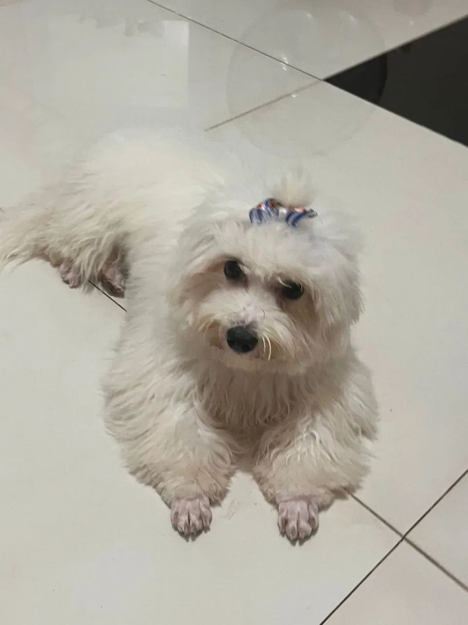 Maltês macho 