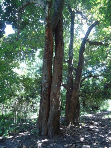 Vendo Fazenda em Ceará Mirim - Foto 18