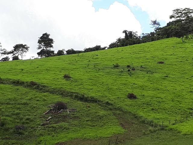 Venda ou arrendamento Excelente Fazenda 540 tarefas em Ubaira - Foto 11