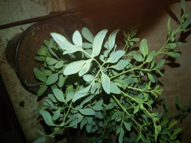 Plantas Medicinais - Foto 4