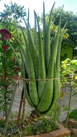 Babosa - aloe vera
