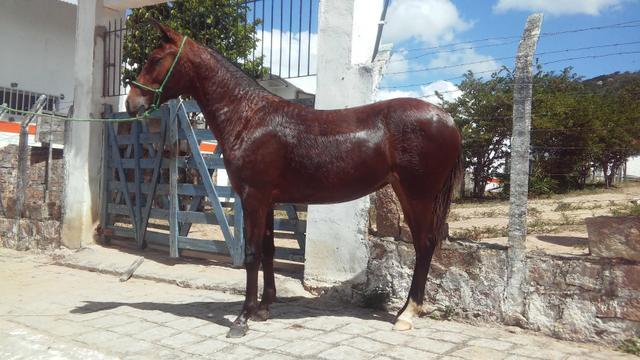 1/5 Mangalarga, neta do Elfo do Porto Azul, quase pronta de arreio - Foto 5