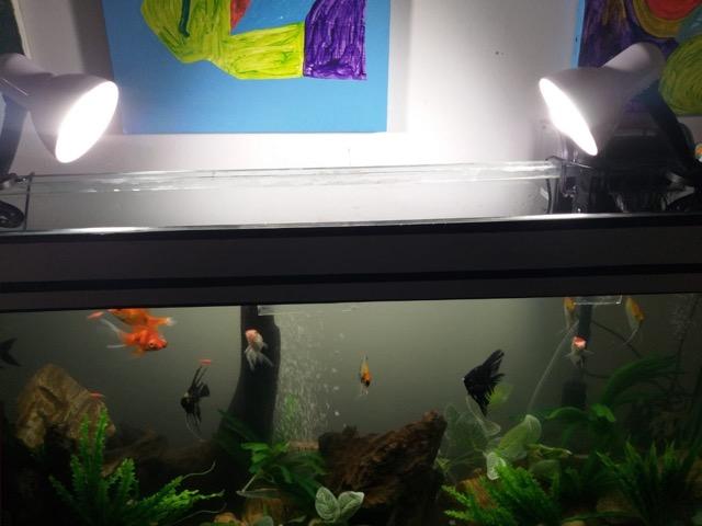 Aquário projetado por um Decorador - Foto 5