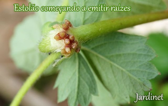 Mudas de morango - Foto 3