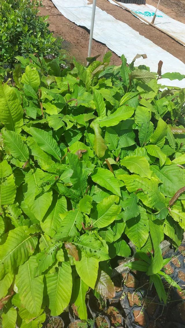 Mudas nativas do cerrado