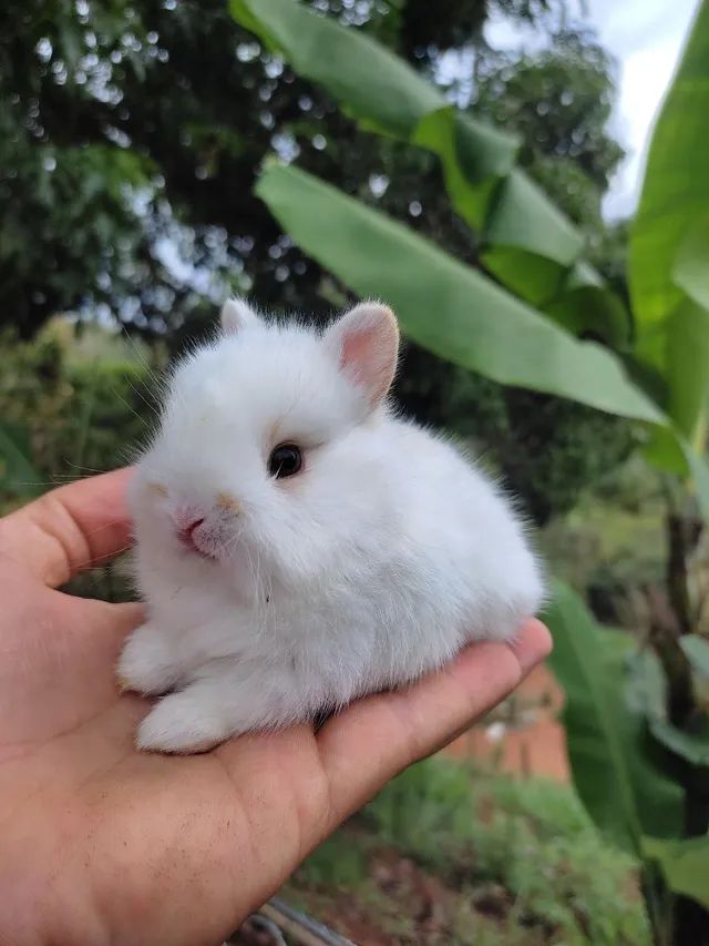 PÁSCOA - Coelho GIGANTE - Anão e Mini Importado - Foto 3