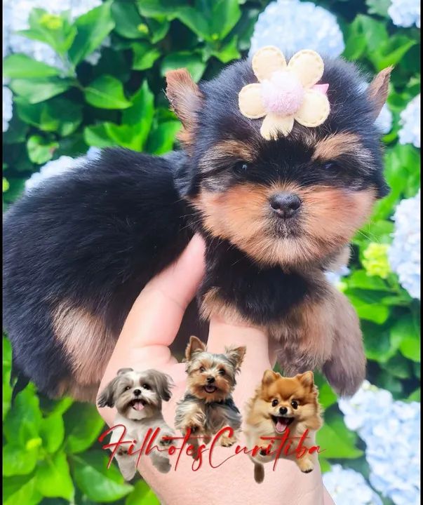 Yorkshire fêmeas lindas - criação responsável  - Foto 2