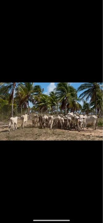 GARROTAS E NOVILHAS NELORE - Foto 3