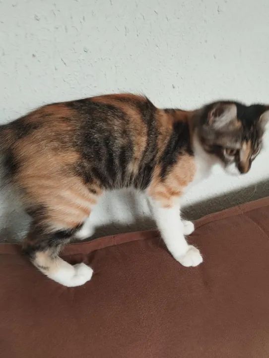 Gatinha fofa disponível para adoção - Foto 4