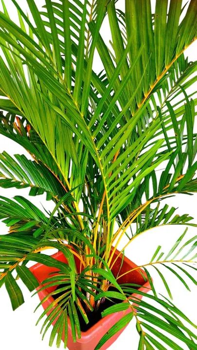 Areca bambu  150 reais  - Foto 3
