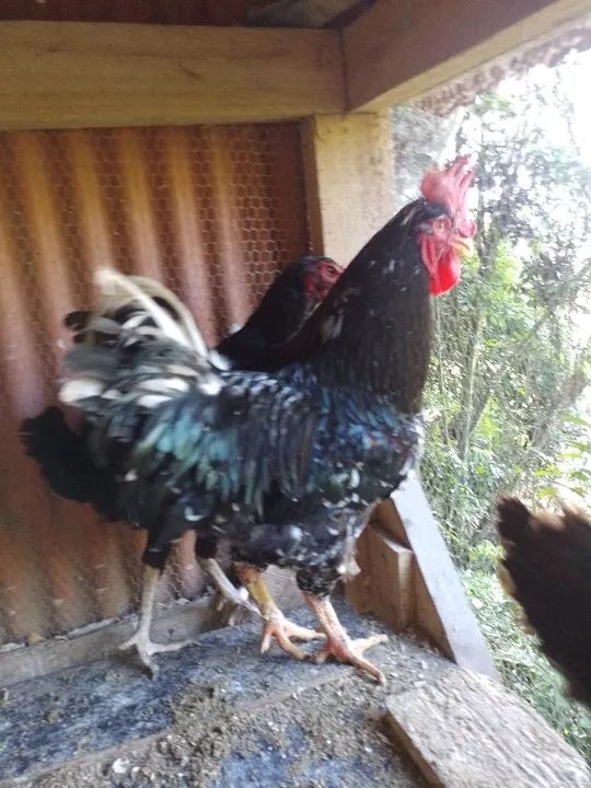 Vendo galo GSB  - Foto 2