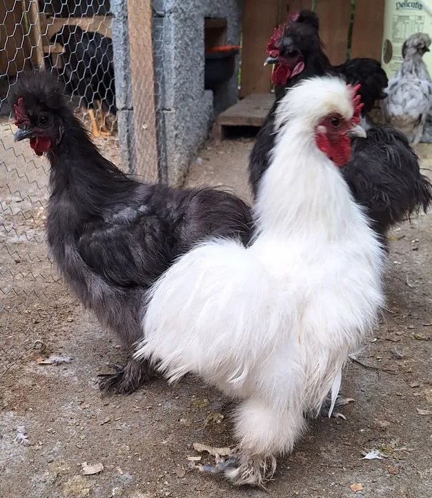 Galinhos ganisé raça sedosa do Japão - Foto 6